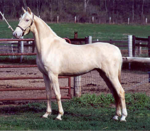 Golden American Saddlebred Glenkn10