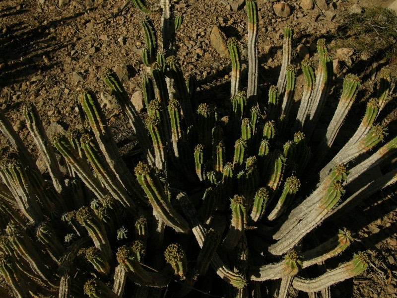 cactus?? Photo_31