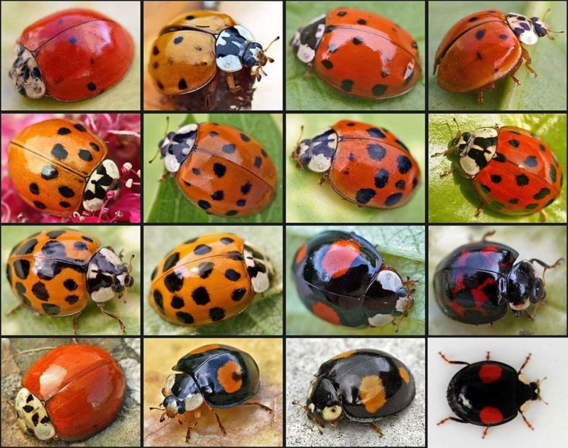 Les coccinelles 323110