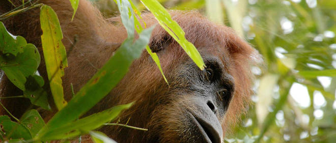 Bornéo : un orang-outan tend sa main pour « sauver » un homme A1501