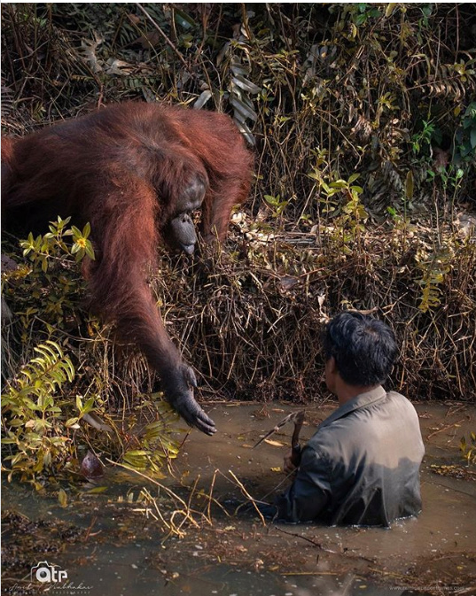 Bornéo : un orang-outan tend sa main pour « sauver » un homme A1502