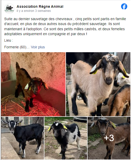 RATP: Des moutons et des chèvres recrutés pour tondre les abords de la gare RER B d'Orsay Aa110
