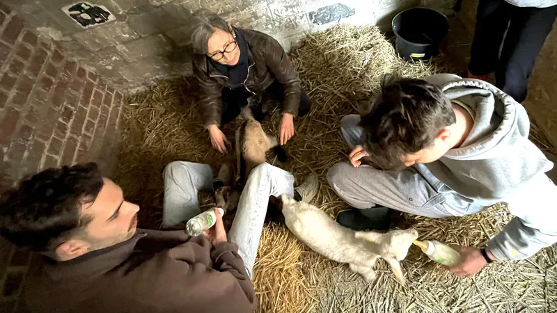 RATP: Des moutons et des chèvres recrutés pour tondre les abords de la gare RER B d'Orsay Aa1_we12
