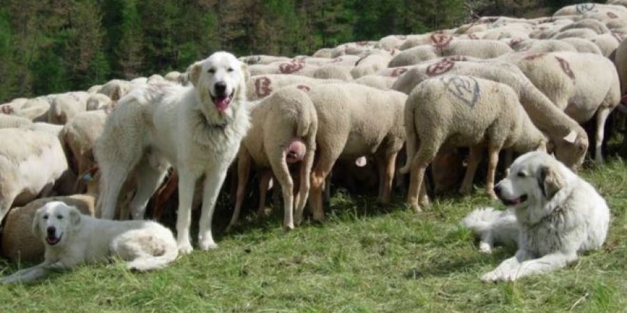 Informations : Saint-Paul-sur-Ubaye : inquiétudes après une attaque de patou B1467