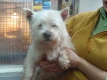 BROCK mâle westie six ans (DEPT 62) - AWSC Mail1_10