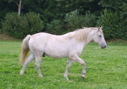 Athos cheval de 8 ans ... Athos210