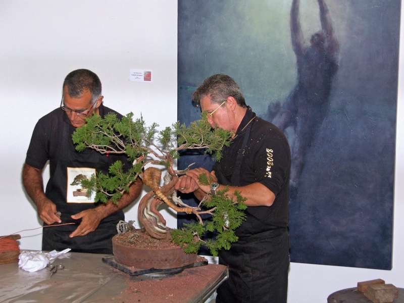 IV CONCURSO NACIONAL MUSEO BONSAI ALCOBENDAS - Página 4 Sh100818