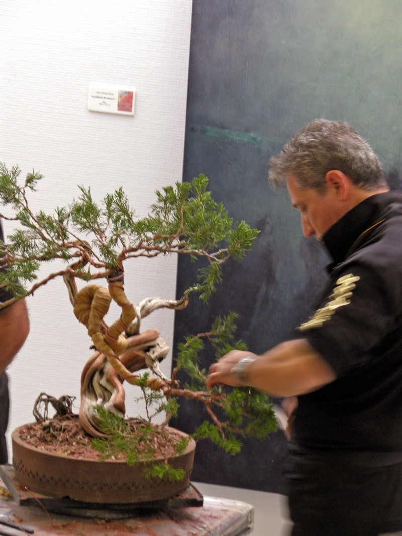 IV CONCURSO NACIONAL MUSEO BONSAI ALCOBENDAS - Página 4 Sh100831