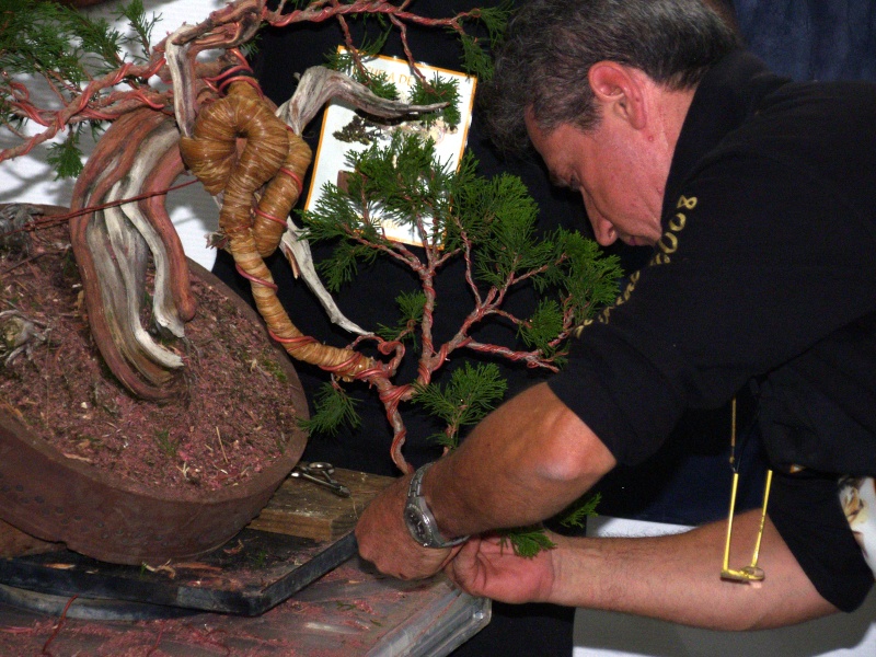 IV CONCURSO NACIONAL MUSEO BONSAI ALCOBENDAS - Página 5 Sh100849