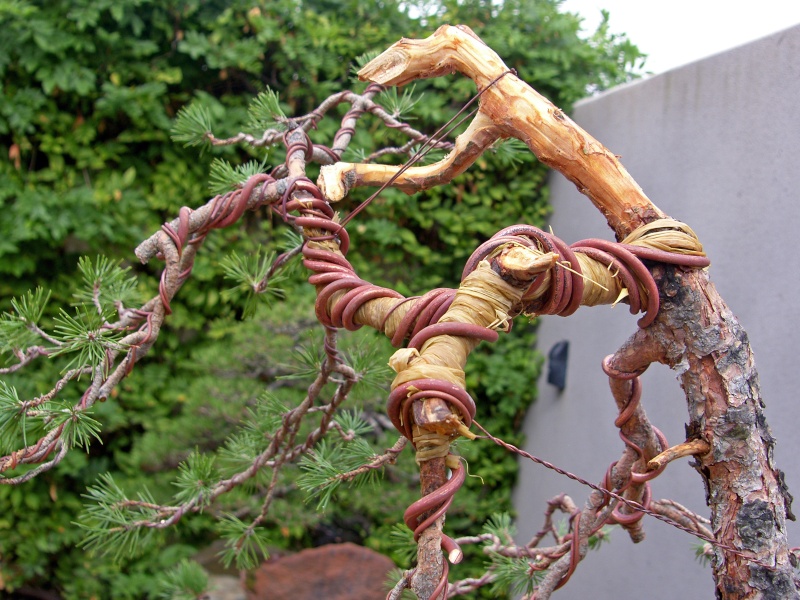 IV CONCURSO NACIONAL MUSEO BONSAI ALCOBENDAS - Página 6 Sh101021