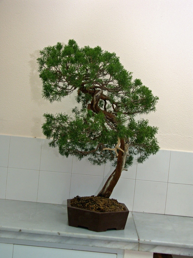 asociación de Bonsai "el Taray" San Fernando (Cadiz) Sh101815