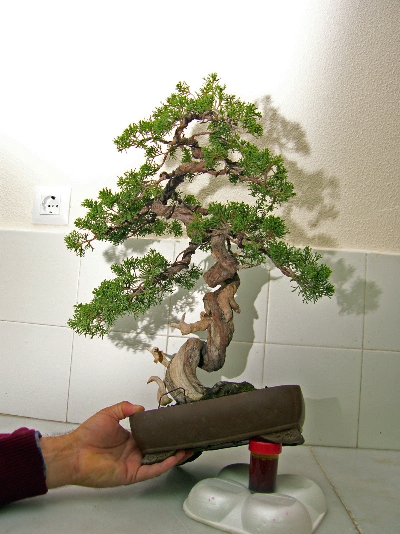 asociación de Bonsai "el Taray" San Fernando (Cadiz) Sh101819