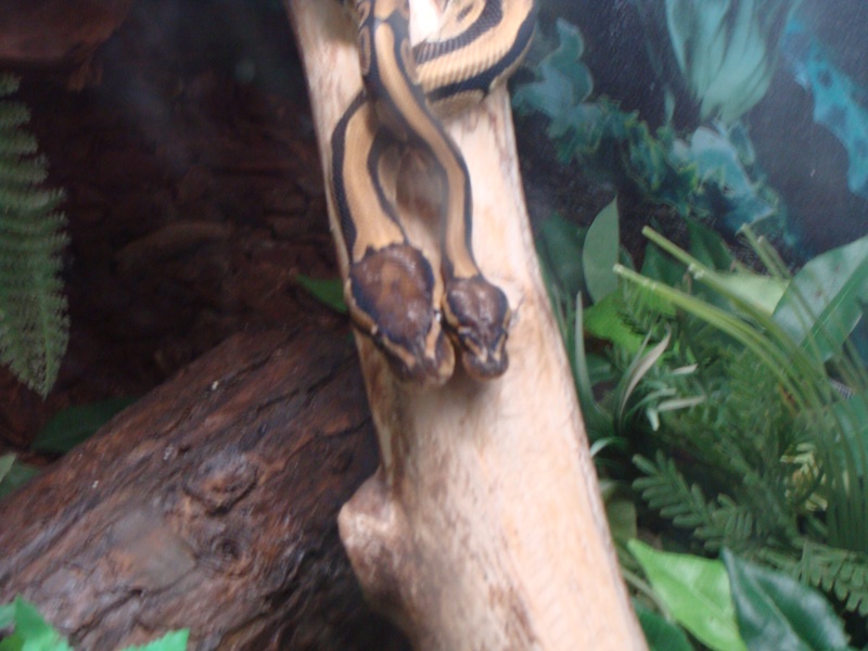 quelques photos de mes serpents Dsc00510