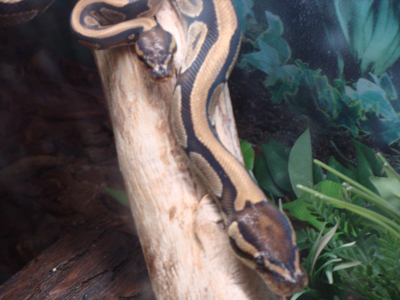 quelques photos de mes serpents Dsc00511