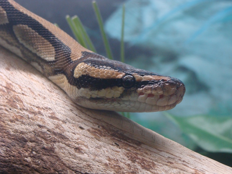 quelques photos de mes serpents Dsc00512