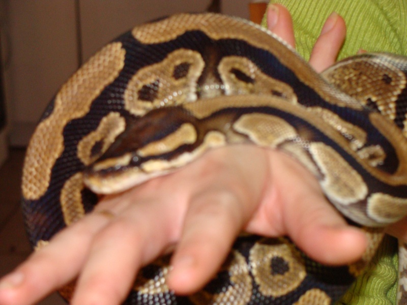 quelques photos de mes serpents Dsc00612