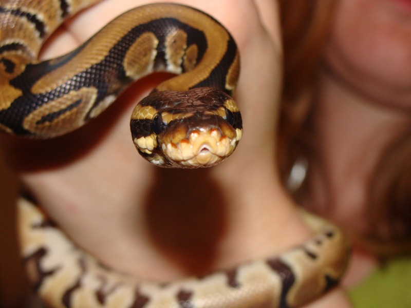 quelques photos de mes serpents Dsc00617