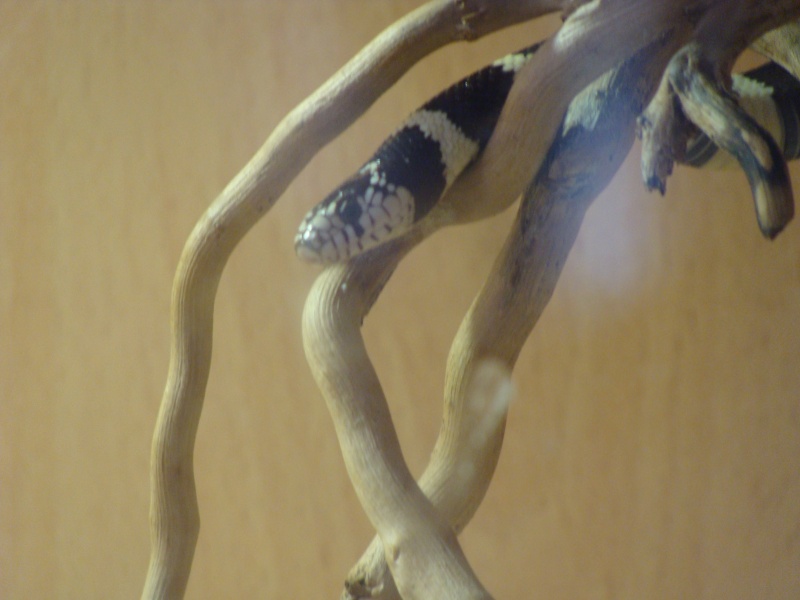 quelques photos de mes serpents Dsc00712