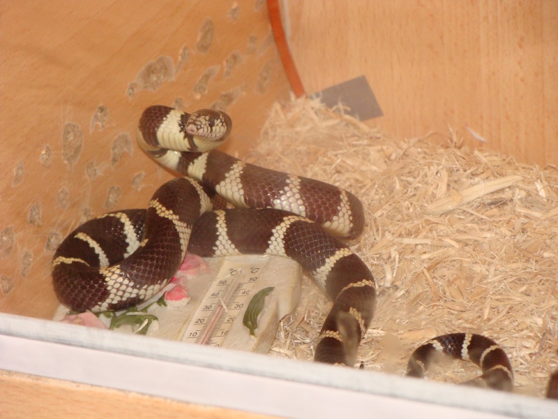 quelques photos de mes serpents Dsc00713