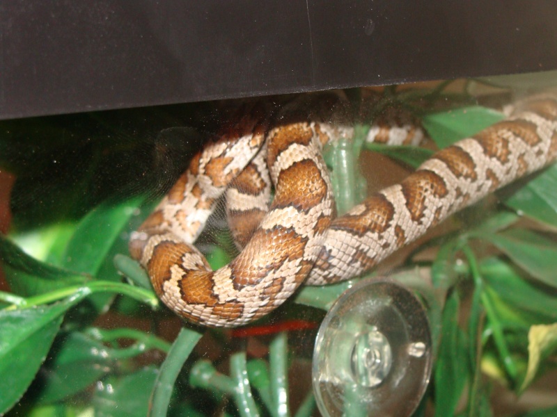 quelques photos de mes serpents Dsc00714