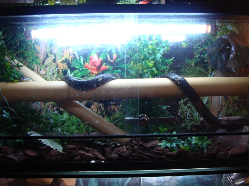 quelques photos de mes serpents Dsc00716