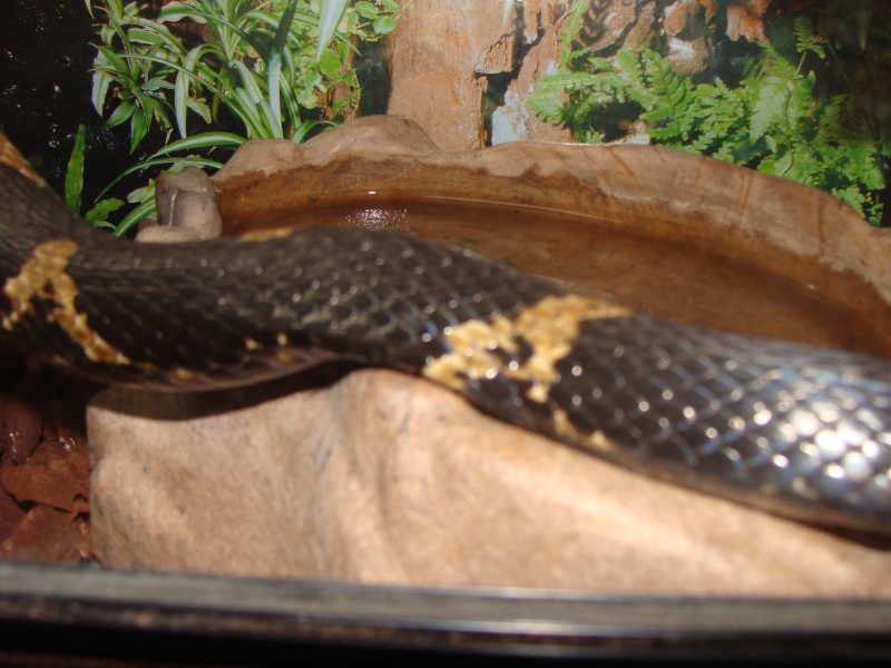quelques photos de mes serpents Dsc00717