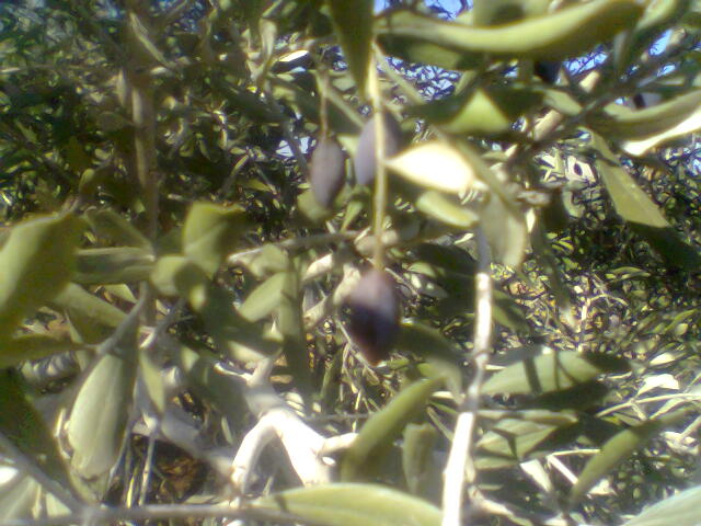 olive of faqoa Ouuoo010