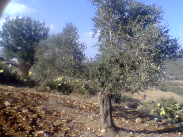 olive of faqoa Ouuoo019