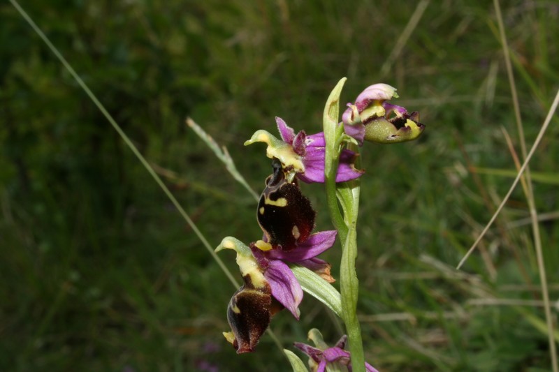 Variation sur Ophrys fuciflora normandes 710