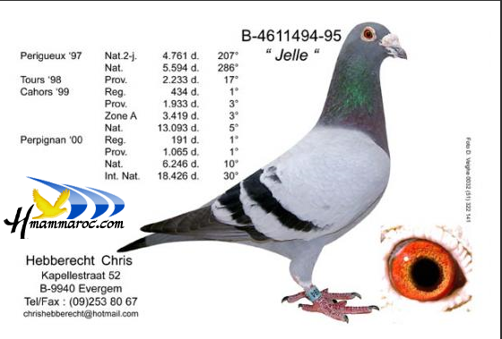 مواصفات بسيطة عن طيور المسافات الطويلة  2010
