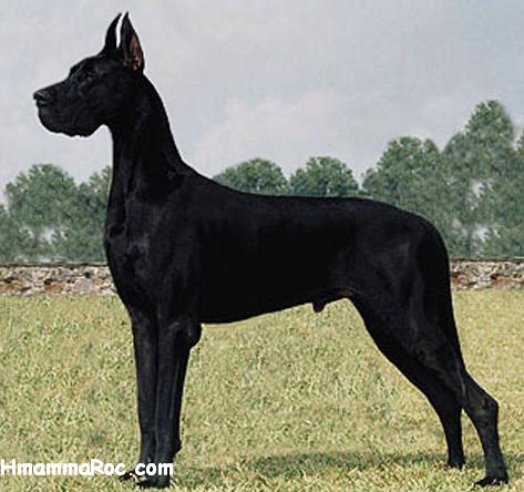 أنواع الكلاب Great Dane جريت دان معلومات عن الجريت دان صور جريت دان