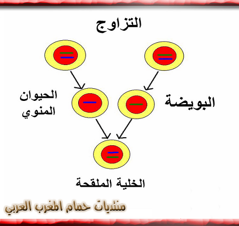 علم الوراثة: الخلايا الحية وتكونها 3310