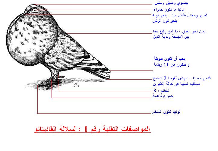 الشرح التفصيلي لسلالة القاديتانو  5581_210