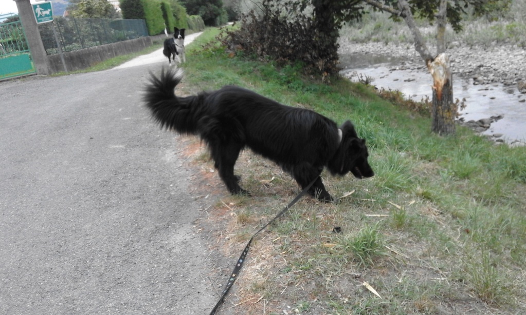 Jappy Border Collie mâle (2014) ADOPTÉ   20180814