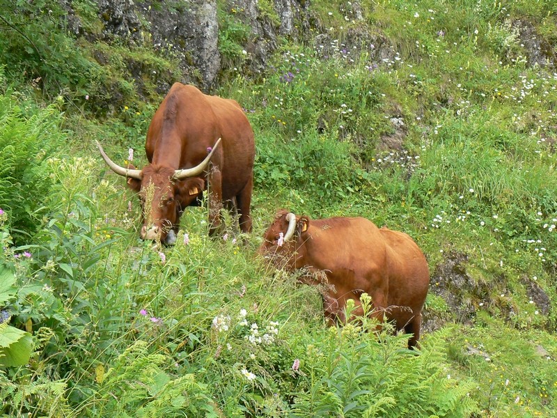 Mais où est on???? - Page 4 Vaches10