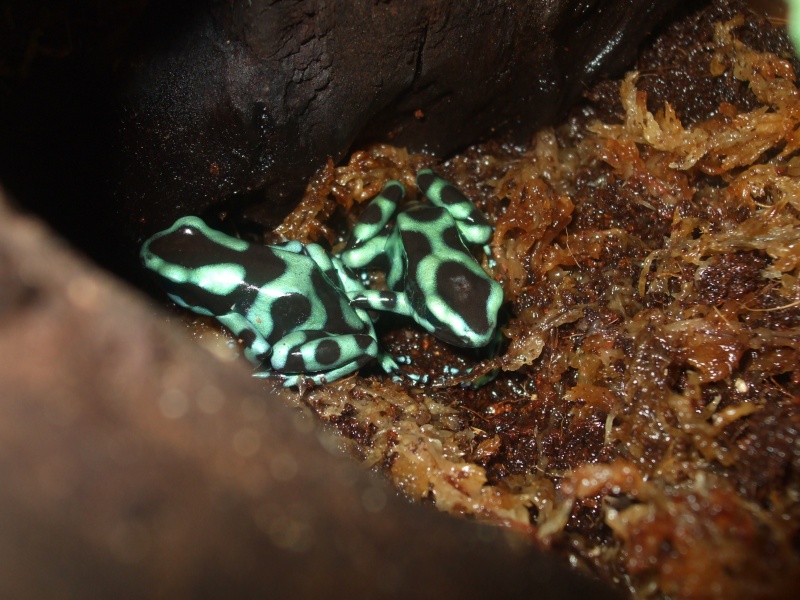 Dendrobates Auratus Dscf4811