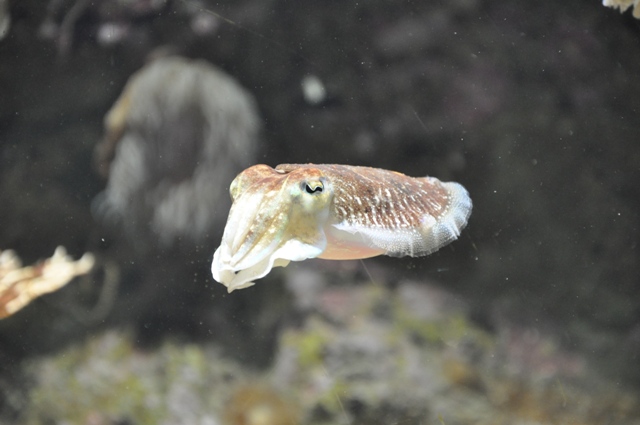 visite à l'aquarium de La Rochelle ! Nikon_11