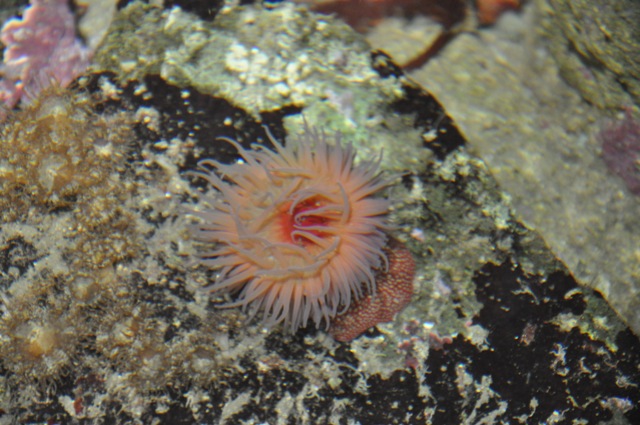 visite à l'aquarium de La Rochelle ! Nikon_12