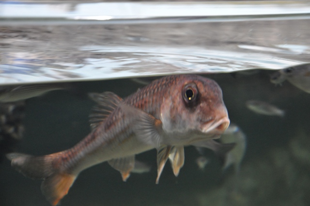 visite à l'aquarium de La Rochelle ! Nikon_16