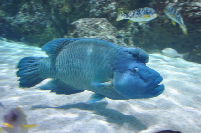 visite à l'aquarium de La Rochelle ! Nikon_33