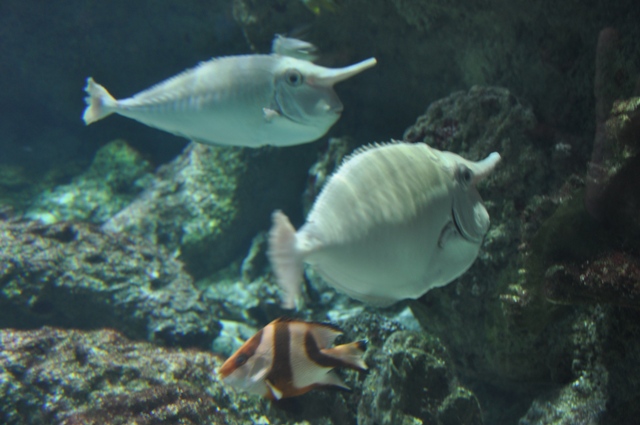 visite à l'aquarium de La Rochelle ! Nikon_38