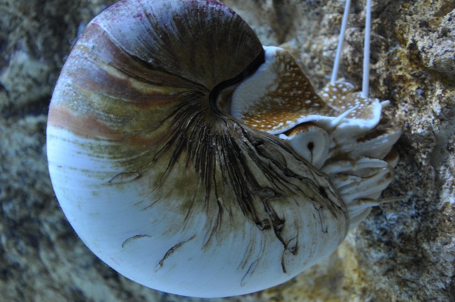 visite à l'aquarium de La Rochelle ! Nikon_39