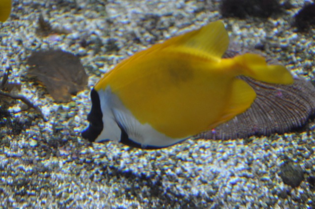 visite à l'aquarium de La Rochelle ! Nikon_44