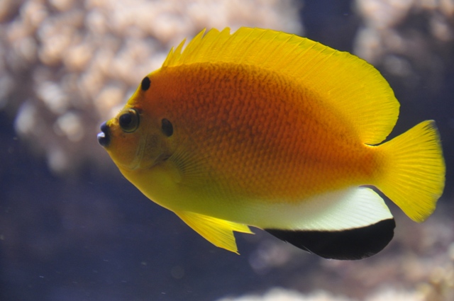 visite à l'aquarium de La Rochelle ! Nikon_47