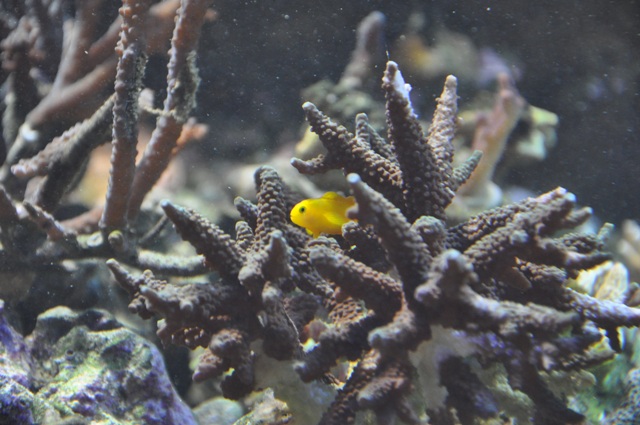 le reef tank d'harold Nikon_56