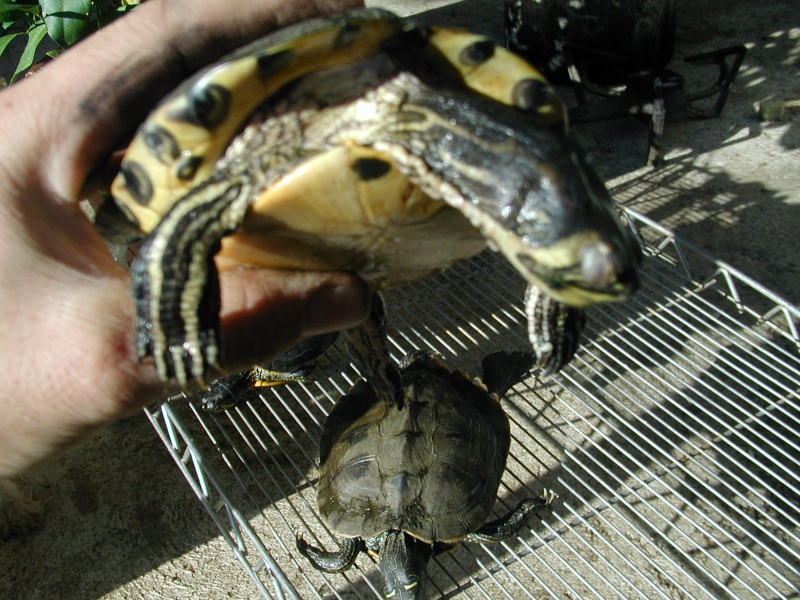 Mort incompréansible de troix de mes tortues. Pb190216