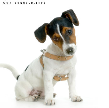 Fiche Jack Russell Jack-r10