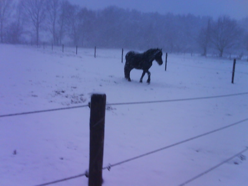 OSEUR EN JOKE IN DE SNEEUW / DANS LA NEIGE  23/11/2008 Dsc00212