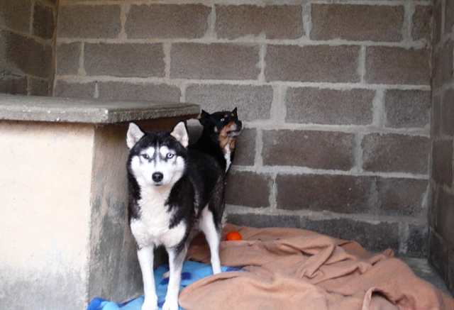 WINNIE et PALOMA mini croisée husky condamnées au refuge ADOPTEES - Page 3 P1040714