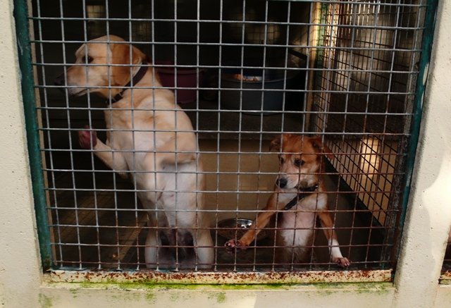 WINNIE et PALOMA mini croisée husky condamnées au refuge ADOPTEES - Page 3 P1040726